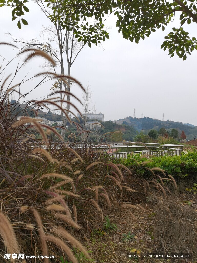 秋日郊野芦苇景观