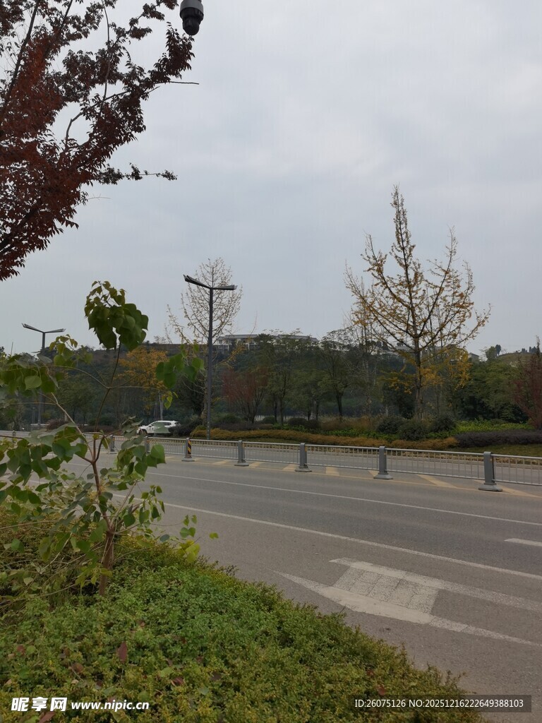 道路旁绿植与开阔景象