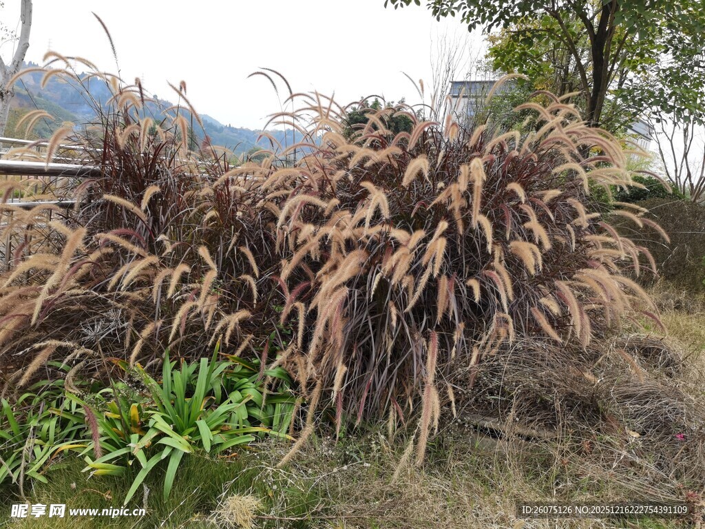 野外的一丛芦苇植物