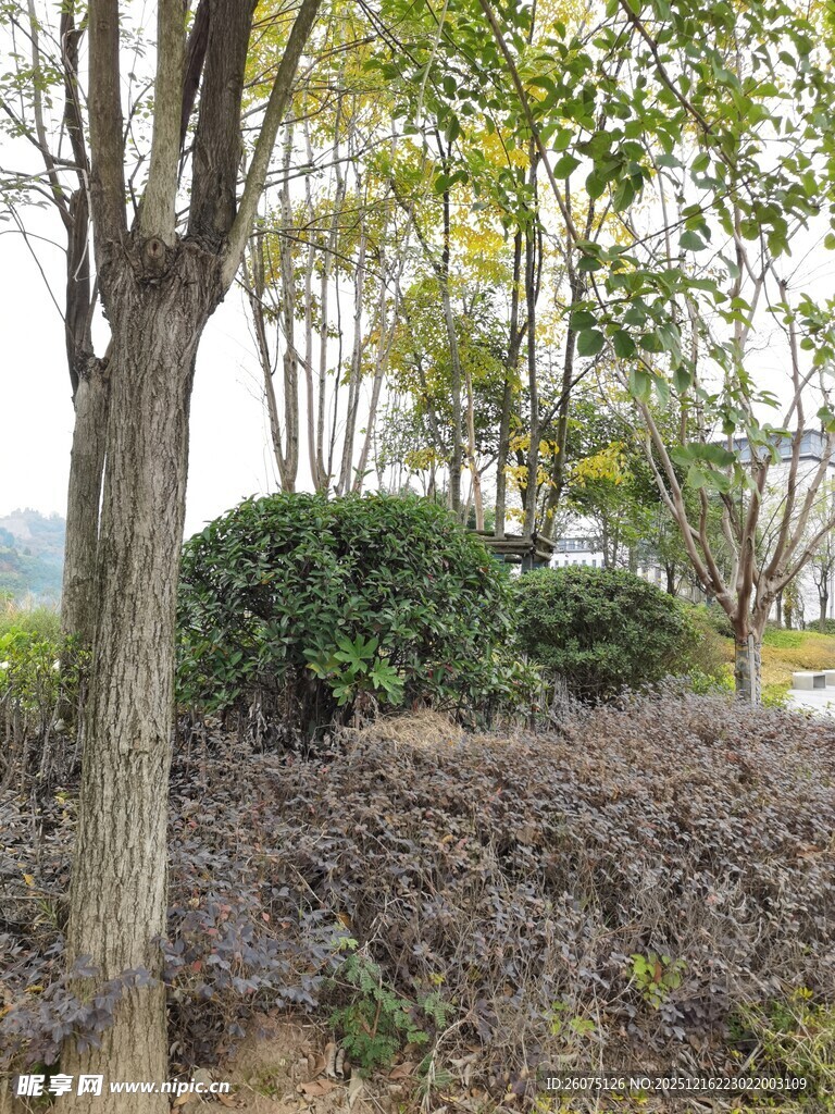 秋日林间茂盛绿植景观