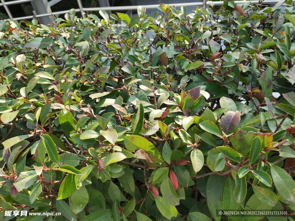 多彩叶片植物特写