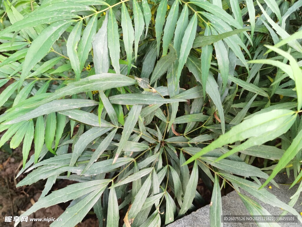 翠绿叶片的植物特写