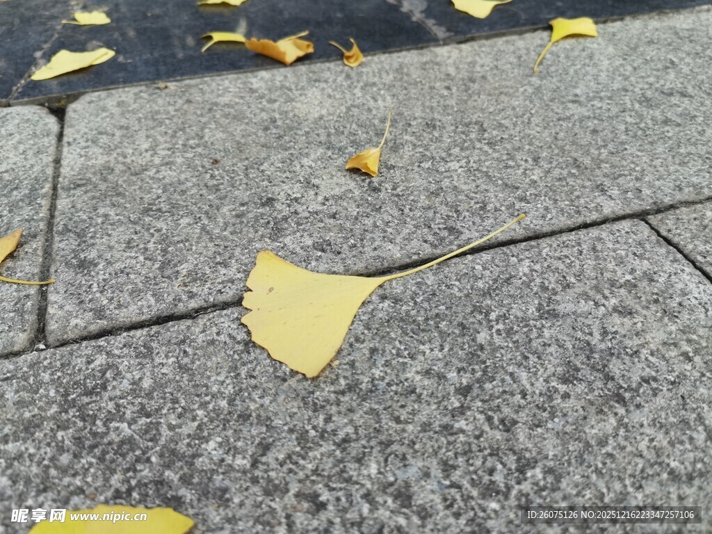 石板上的银杏落叶