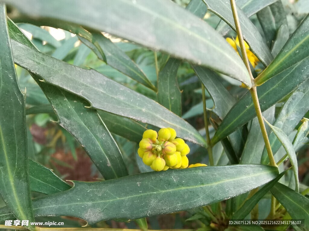 绿叶间的黄色小花
