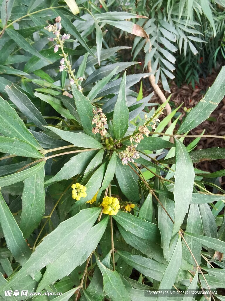 绿叶间的黄色小花