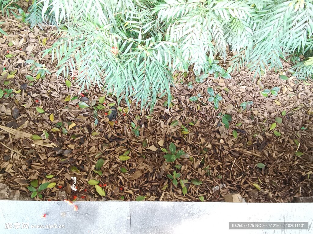 地面散落的松针与枝叶