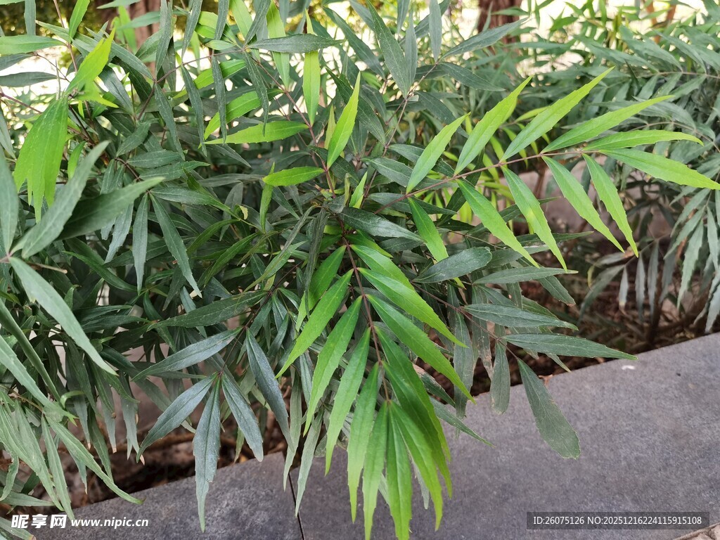 翠绿丛生的热带植物景观