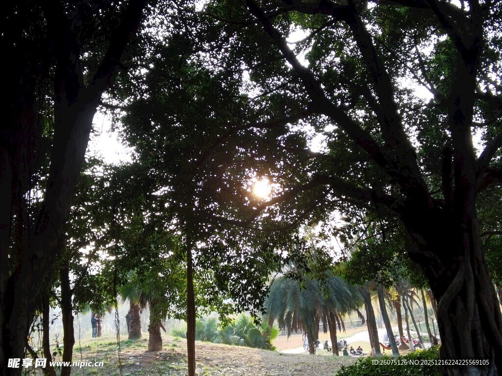 林间阳光洒落的静谧景致