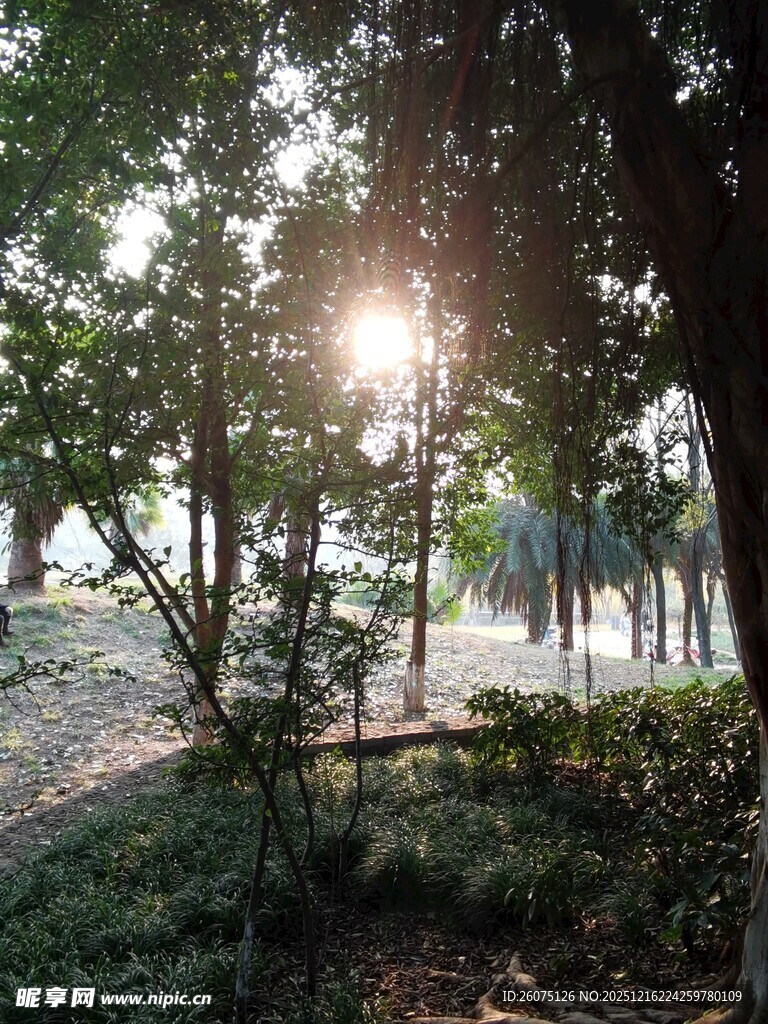 林间阳光洒落的静谧景致