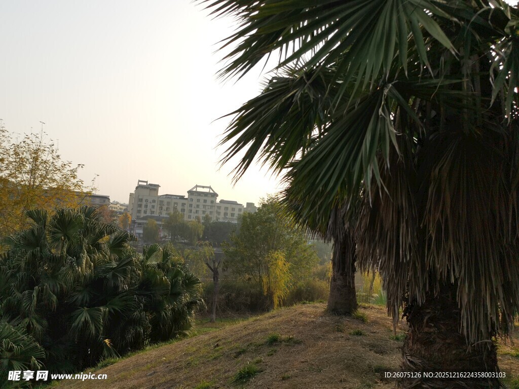 户外自然风光中的棕榈树