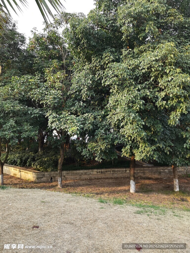 户外树林中的开阔空地