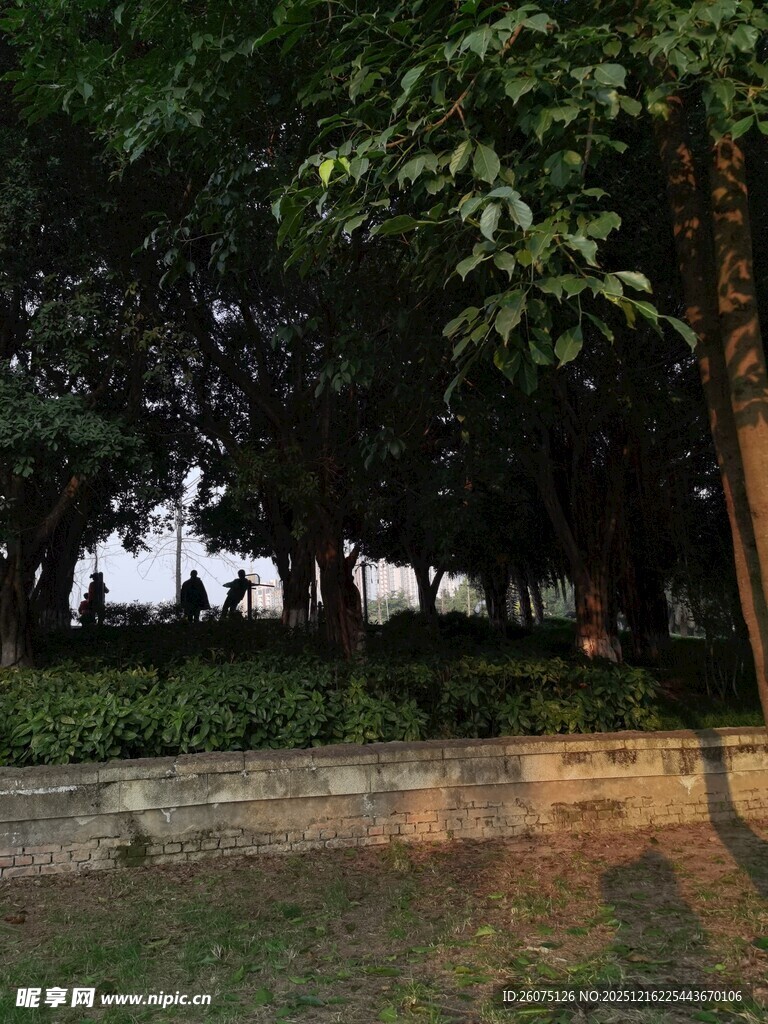 公园绿荫下的静谧景致