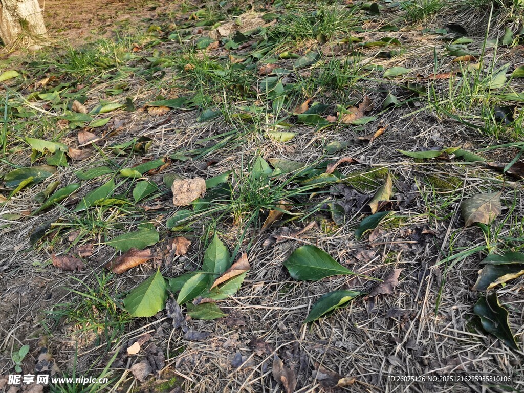 地面上的枯叶与绿植