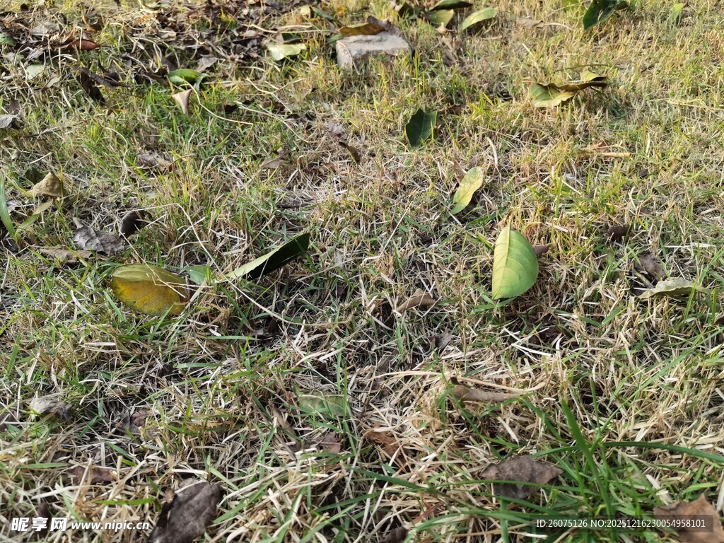 草地上散落的黄色落叶