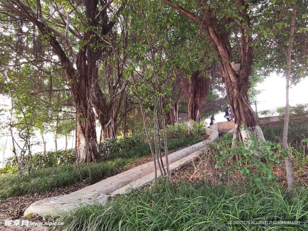 林间小径静谧自然景致