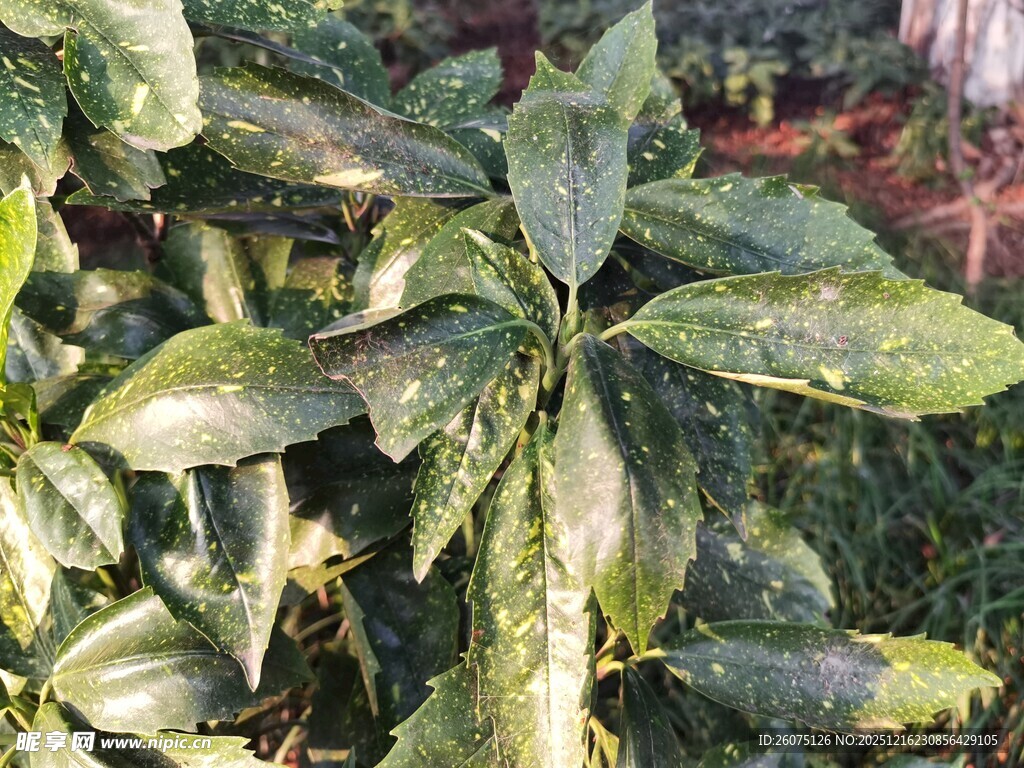 翠绿叶片的植物特写