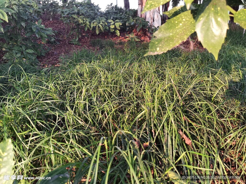 翠绿葱郁的草地景观