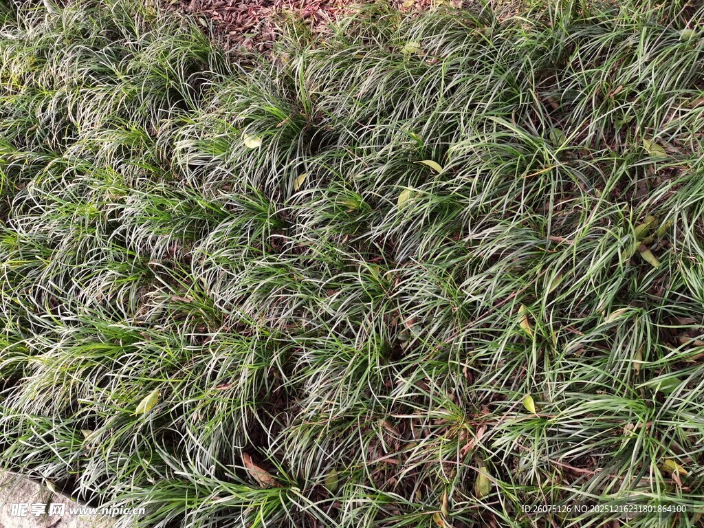 翠绿丛生的草本植物