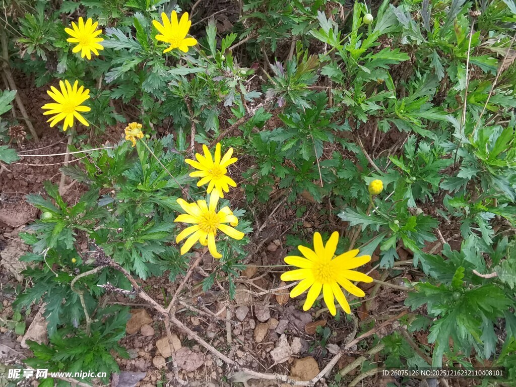 黄色小花绽放于绿叶间