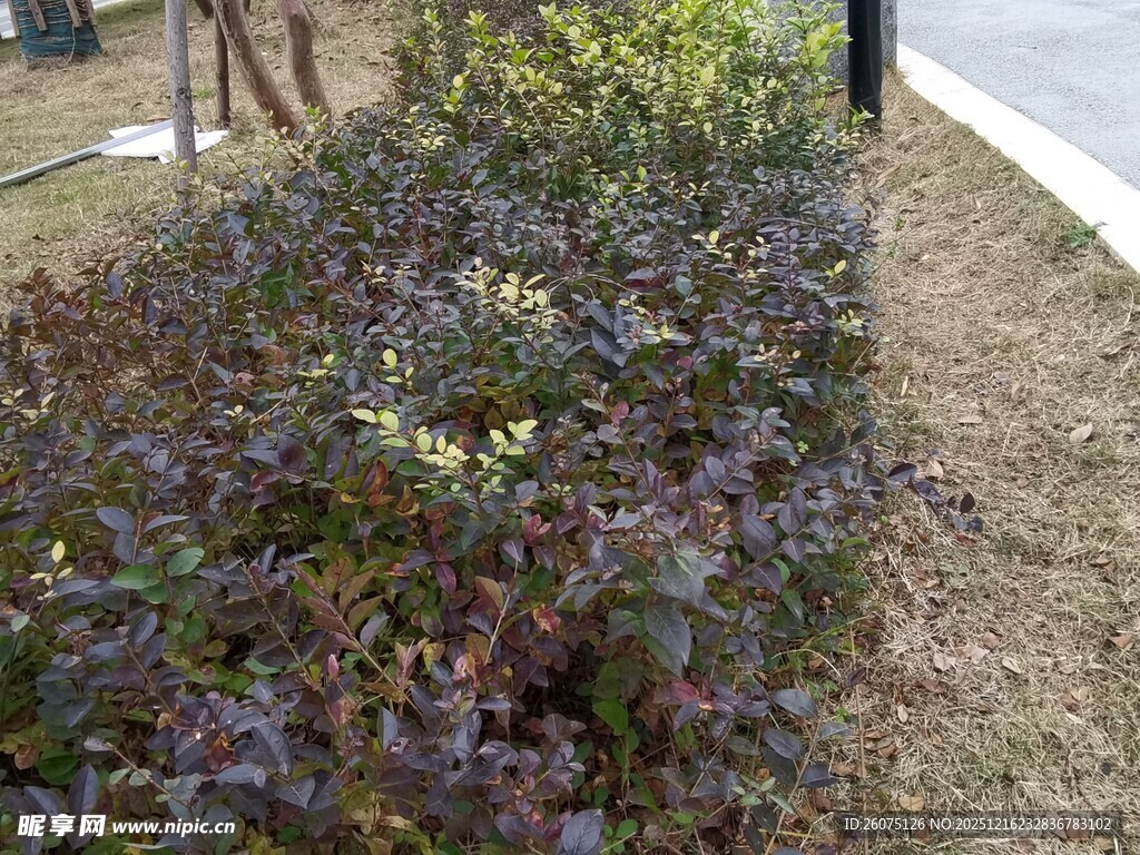 路边紫叶植物景观