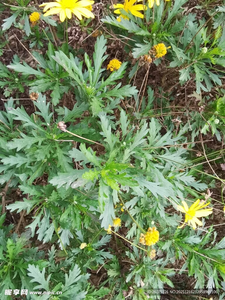 绿叶间的黄色小花