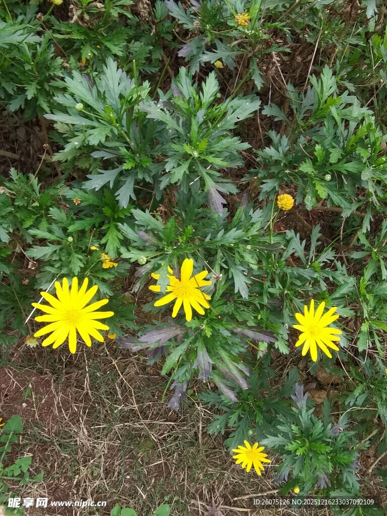 绿叶丛中绽放的黄色小花