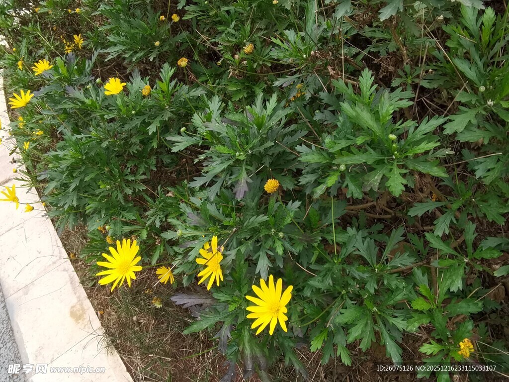 路边绽放的黄色小野花