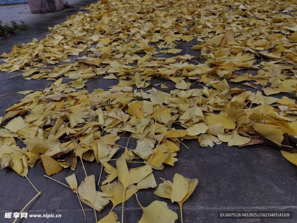 地面铺满金黄银杏落叶