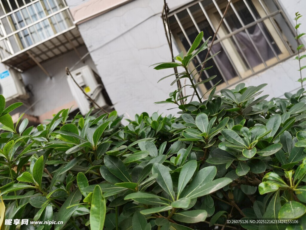 墙边繁茂绿植景观