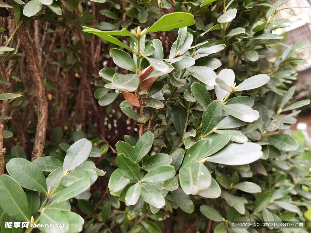 绿叶繁茂的灌木丛