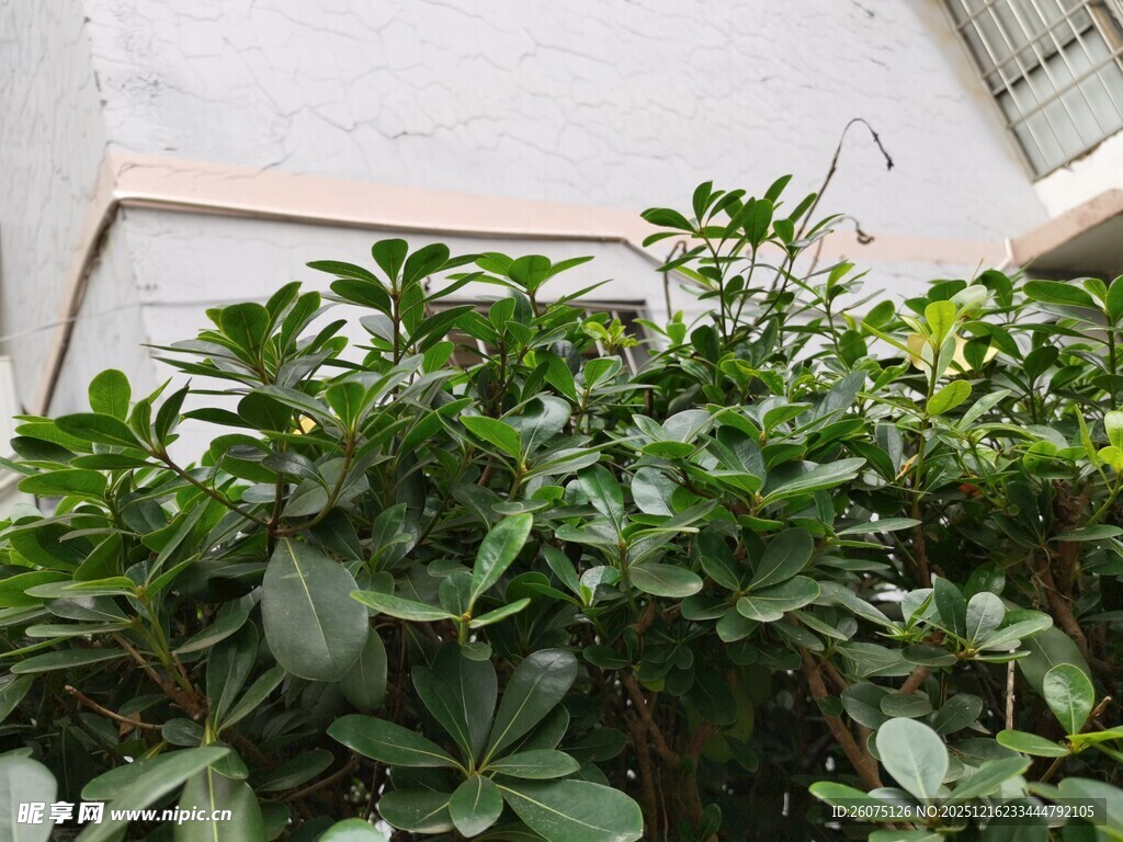 绿叶繁茂的庭院植物