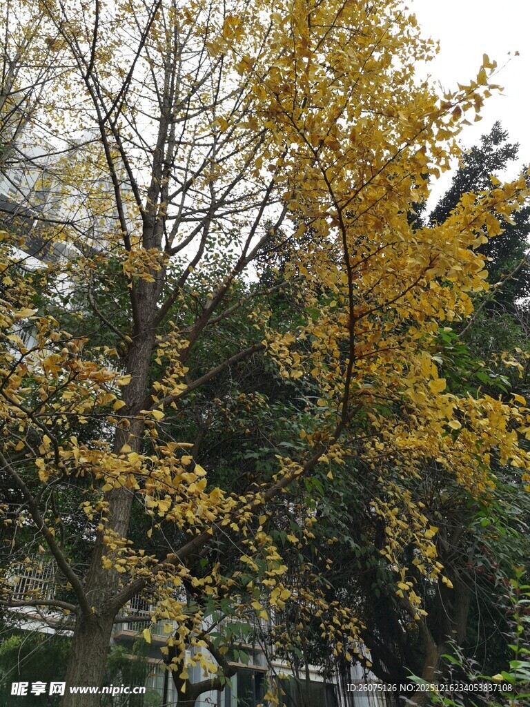 秋日黄叶树木景致