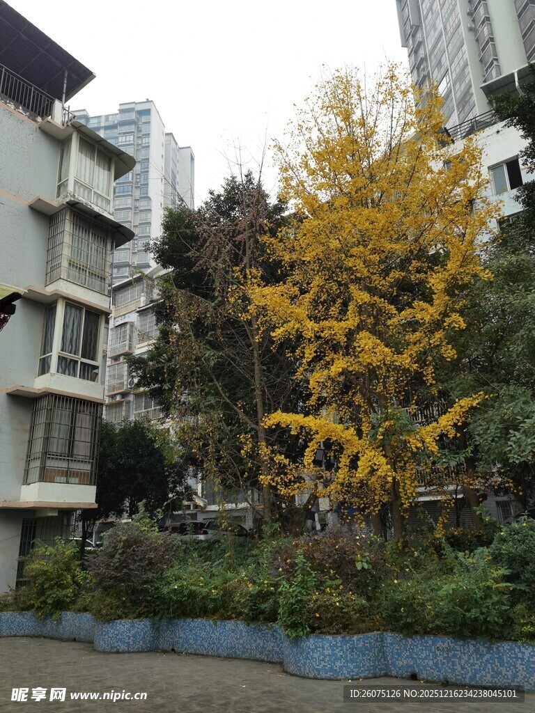 小区内金黄银杏树景