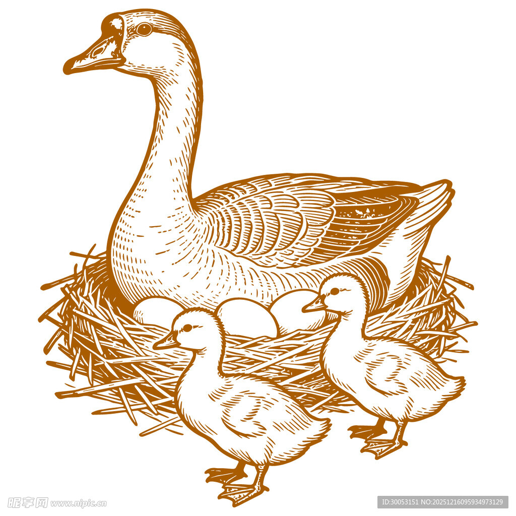 母鹅与雏鹅在巢边