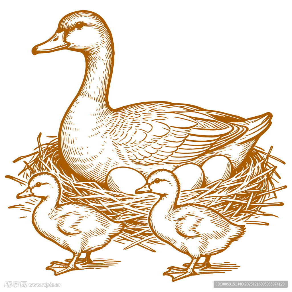 母鸭孵蛋与幼鸭相伴画面