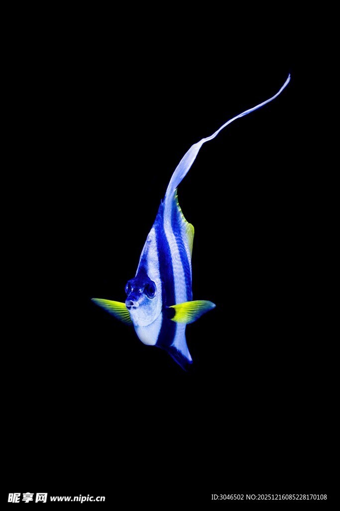 蓝白条纹海鱼灵动身姿