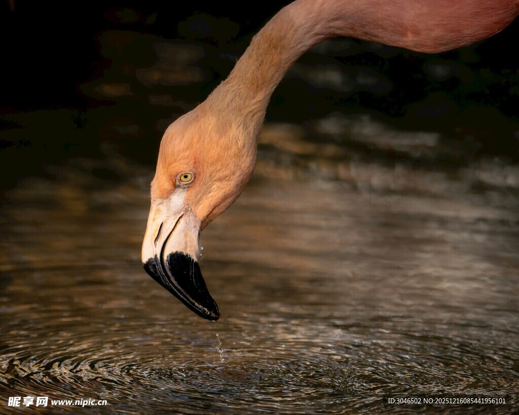 火烈鸟低头饮水特写