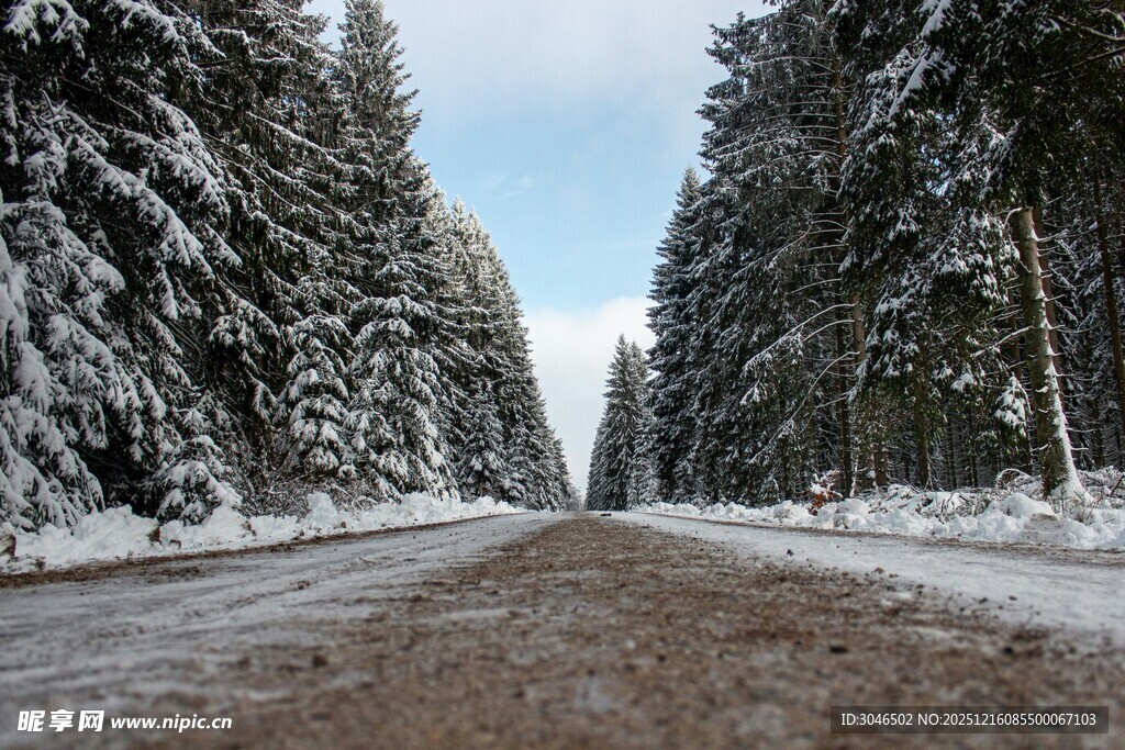 冬日雪覆林间路