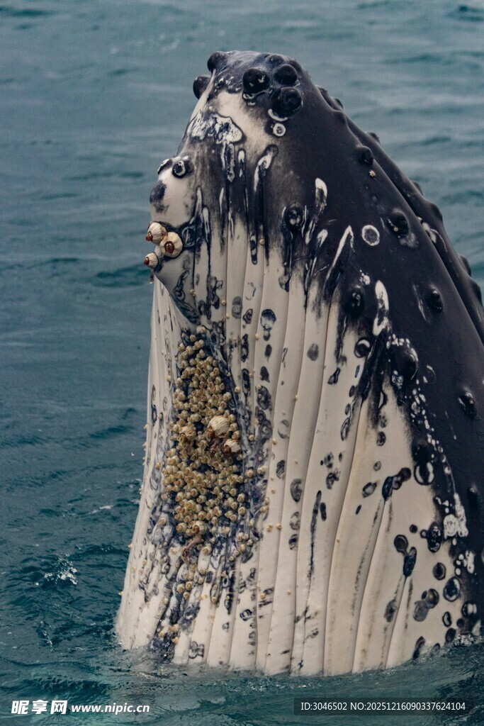 露出海面的鲸鱼头部