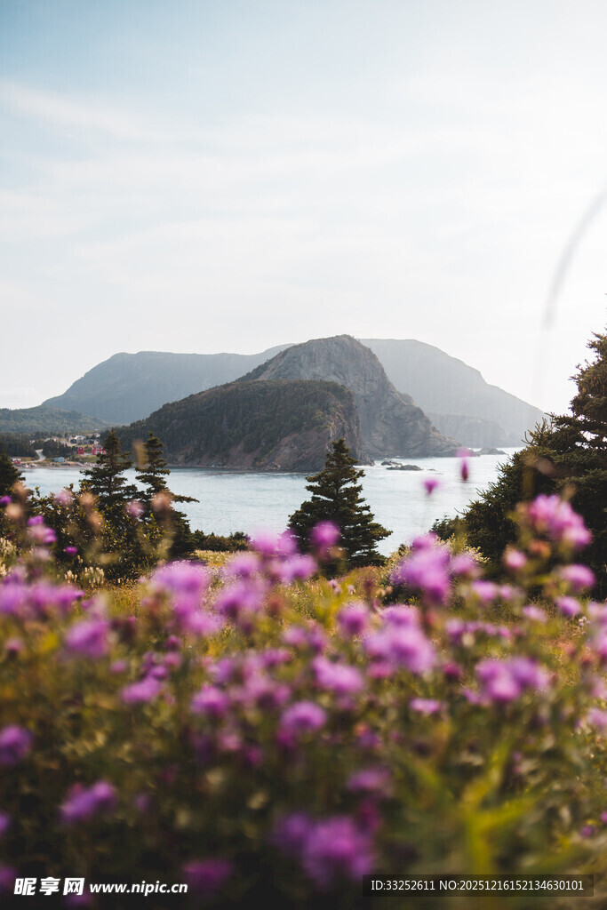 花海映衬下的山海美景