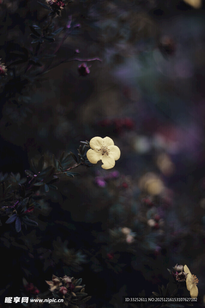 暗背景中的黄色小花