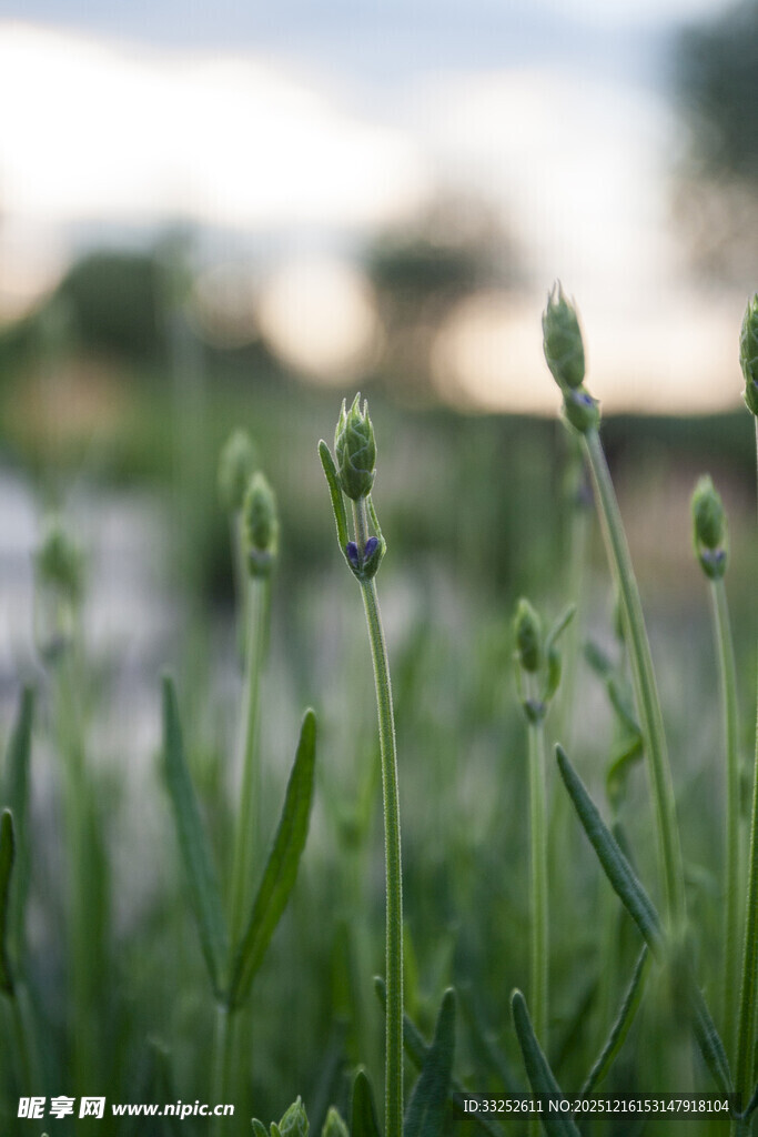 嫩绿草尖 生机初绽
