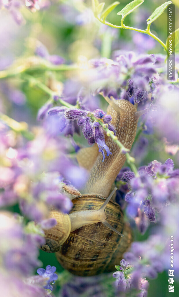紫藤花下的蜗牛