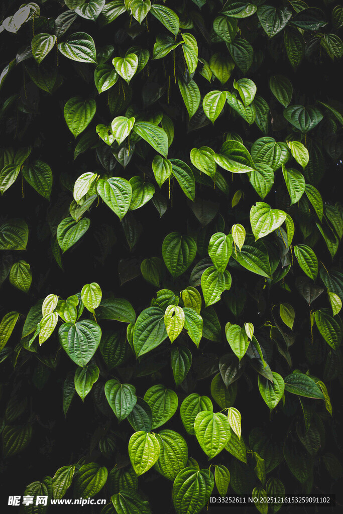 翠绿心形叶片特写