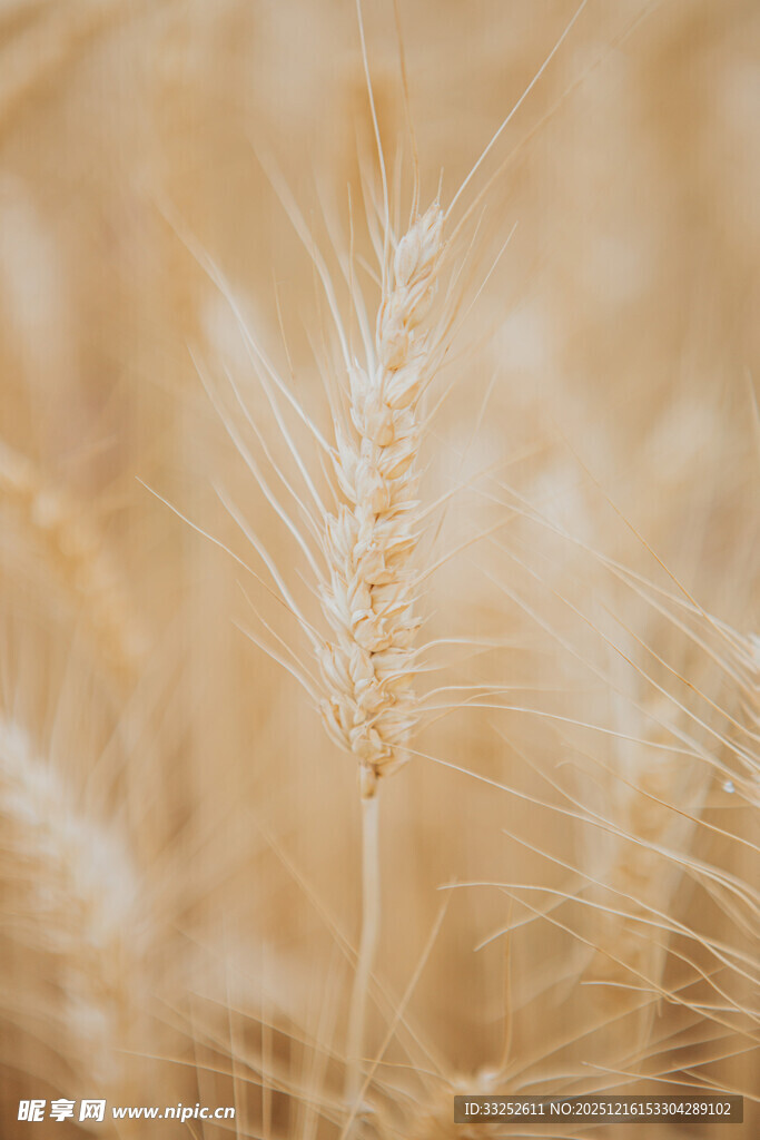 金黄麦穗 展现丰收之美