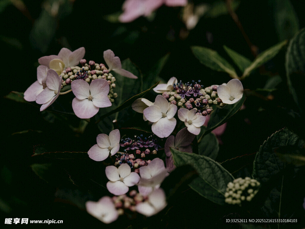 精致美丽的白色簇状花卉