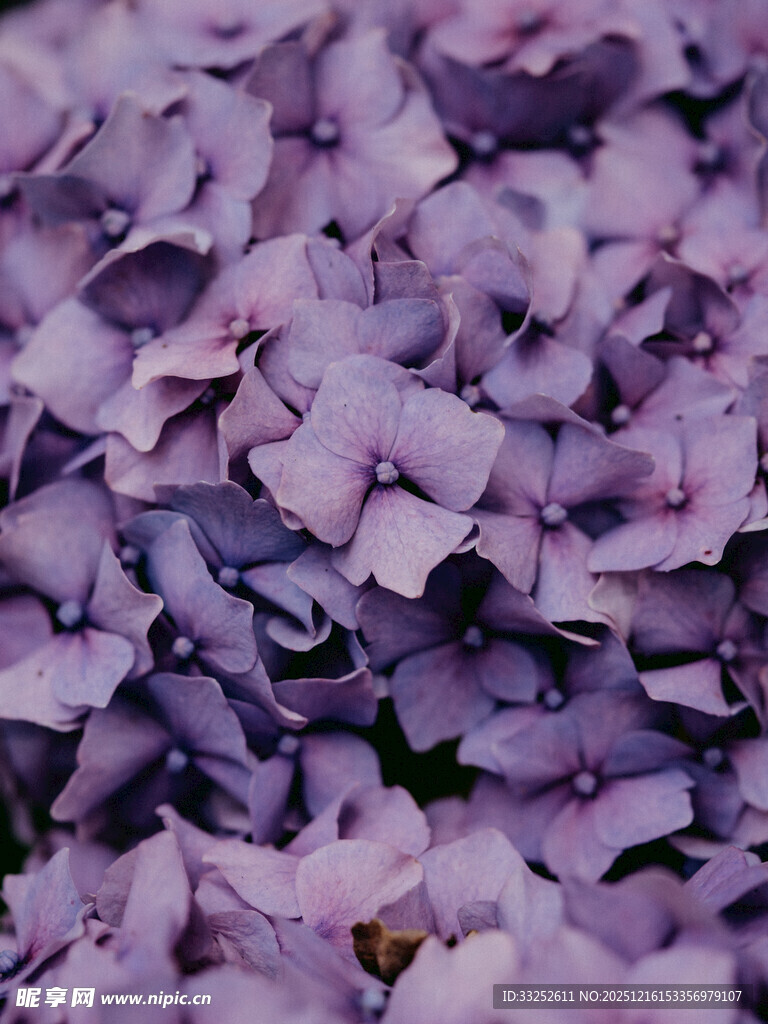 紫色绣球花特写