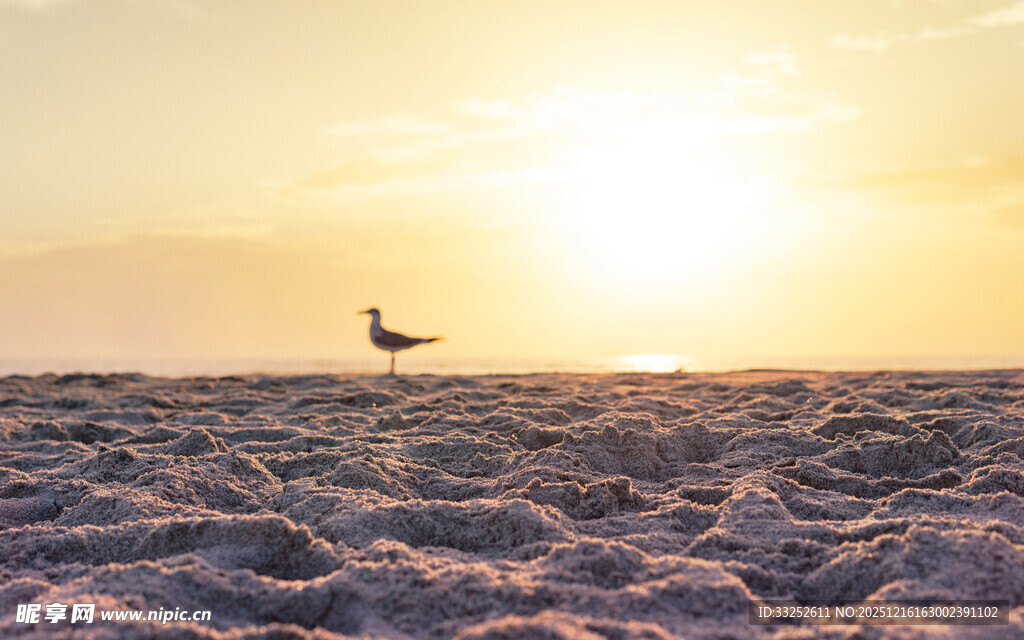 沙滩上飞鸟迎夕阳