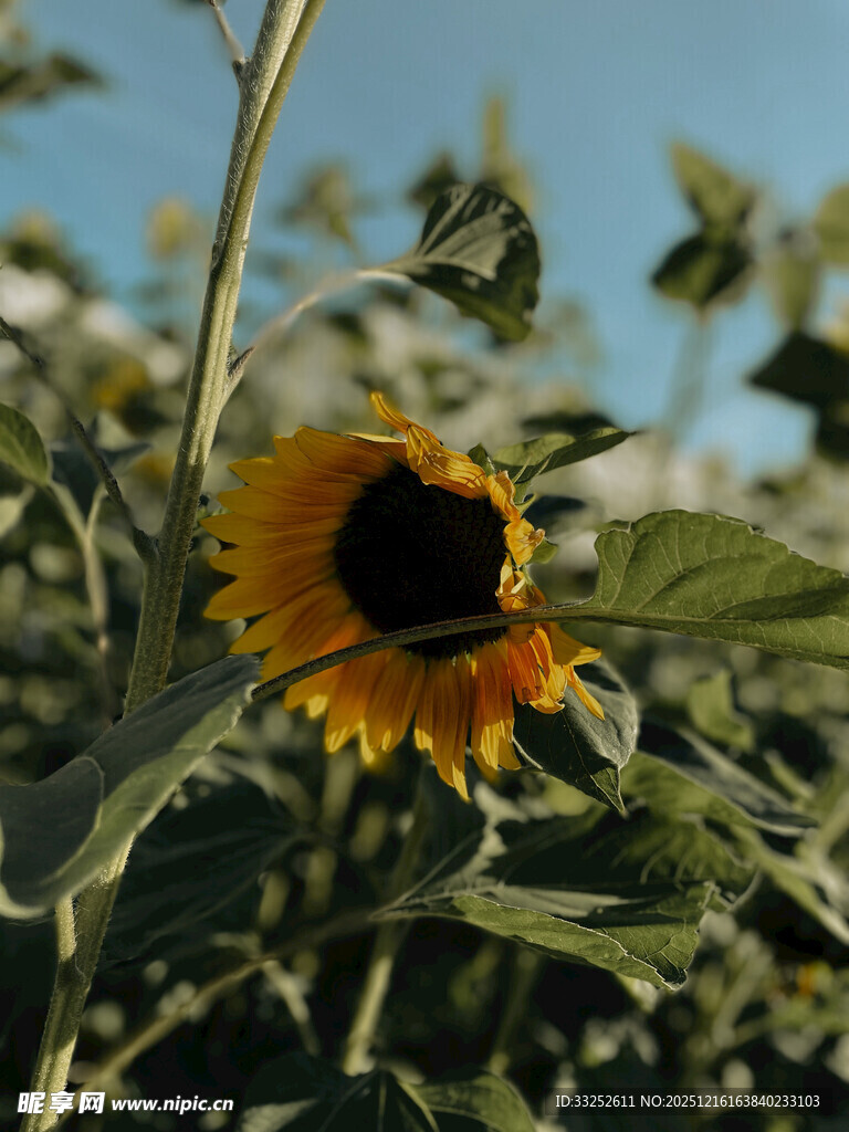 阳光下的向日葵