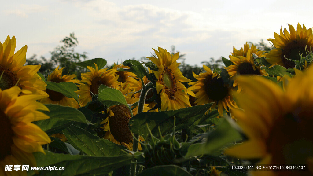 向日葵花海 灿烂的田园风光